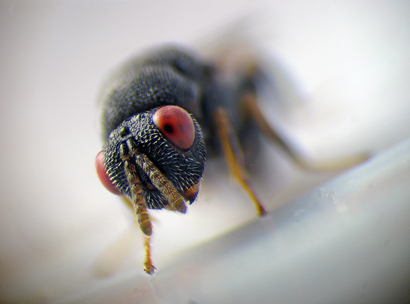 Cynipidae: Andricus quercustozae con parassitoide